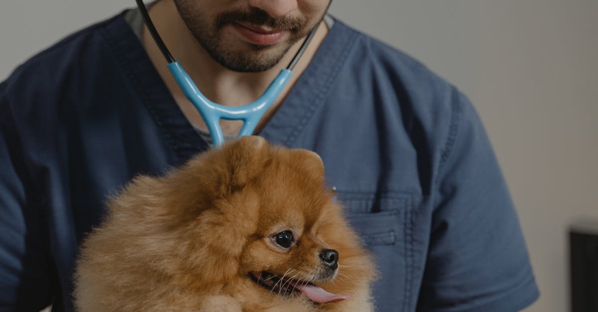 A veterinarian uses a stethoscope to check a Pomeranian dog in a clinic setting.