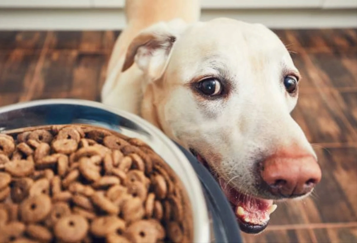 A pet owner measuring their dog’s food in a bowl, looking thoughtful.