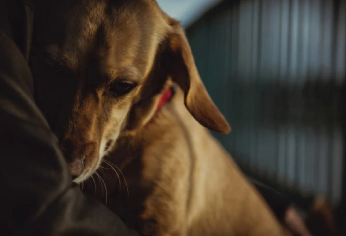 A dog looking distressed while the owner looks concerned