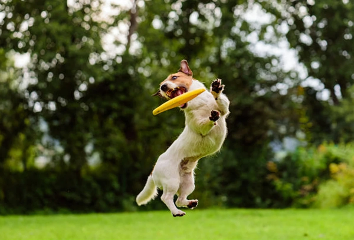 A mentally stimulated happy dog catching a frisbee while doing a trick mid-air