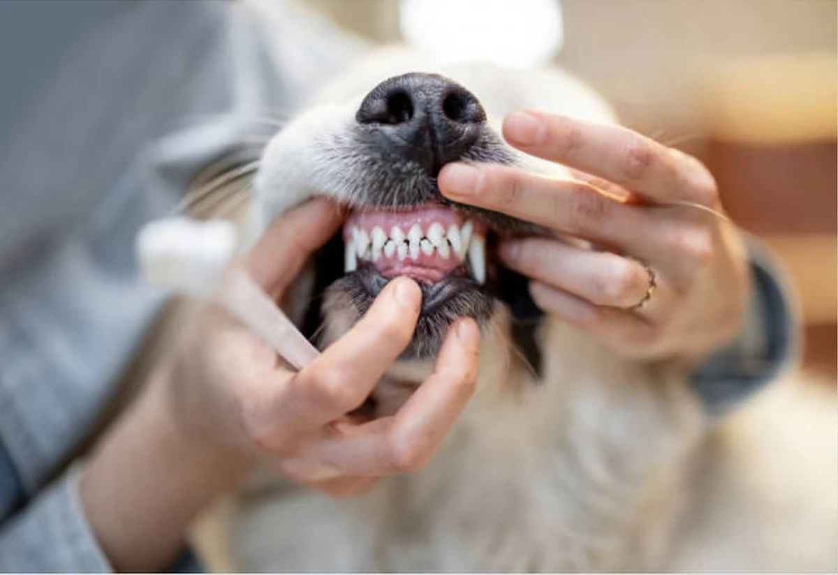 A pet owner brushing dog's teeth
